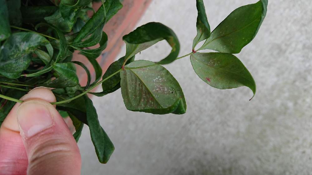 相談の投稿画像 By まめさん コナジラミとおうち園芸 21月5月1日 Greensnap グリーンスナップ