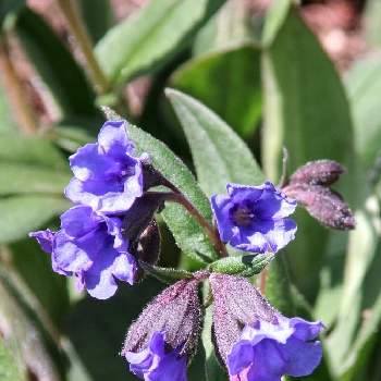 軽井沢レイクガーデンの投稿画像一覧 Greensnap グリーンスナップ