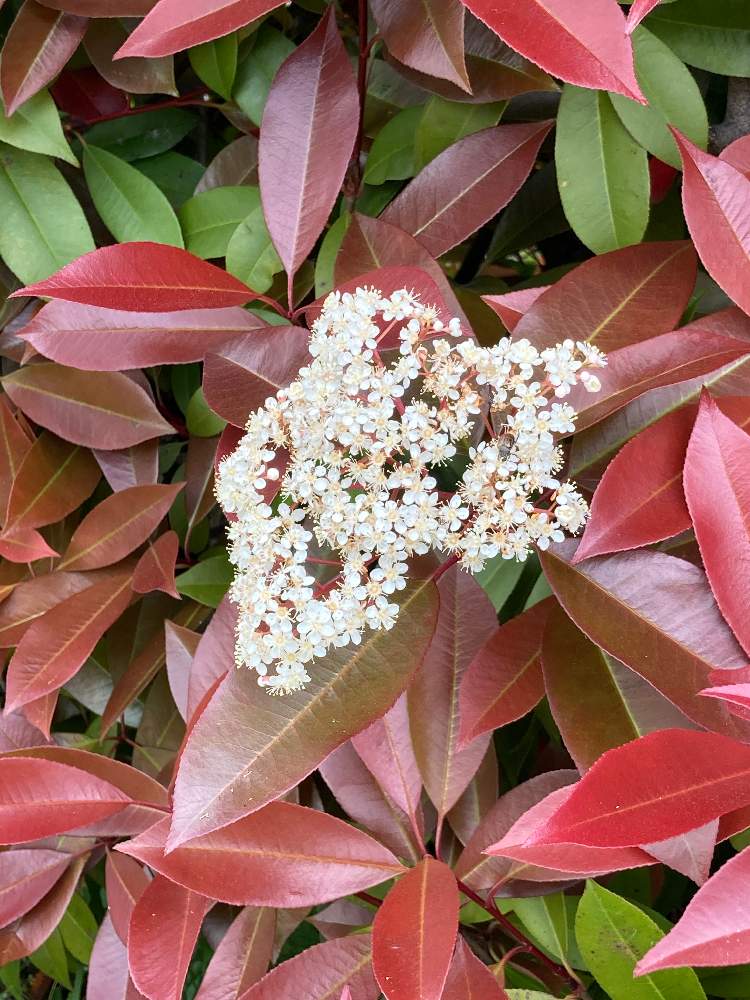 レッドロビンの投稿画像 By Nikuneさん 21月5月1日 Greensnap グリーンスナップ Greensnap グリーンスナップ