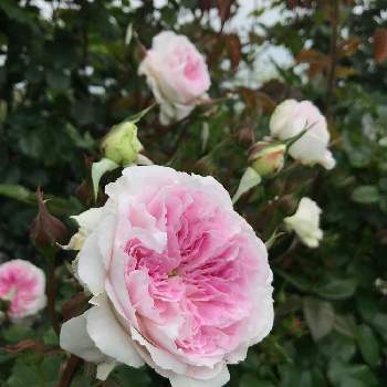 キルケ バラの画像 by たけちゃんさん | ロサオリエンティスとばら バラ 薔薇とキルケ バラと2021 GSでバラ園