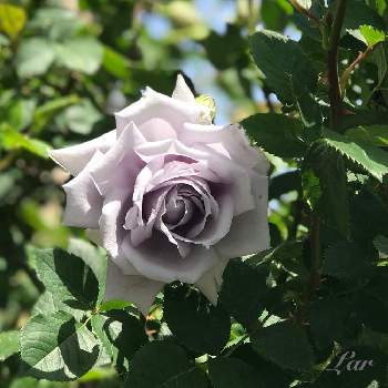 青龍の画像 by ラルさん | 小さな庭と青龍とバラ・ミニバラとばら バラ 薔薇