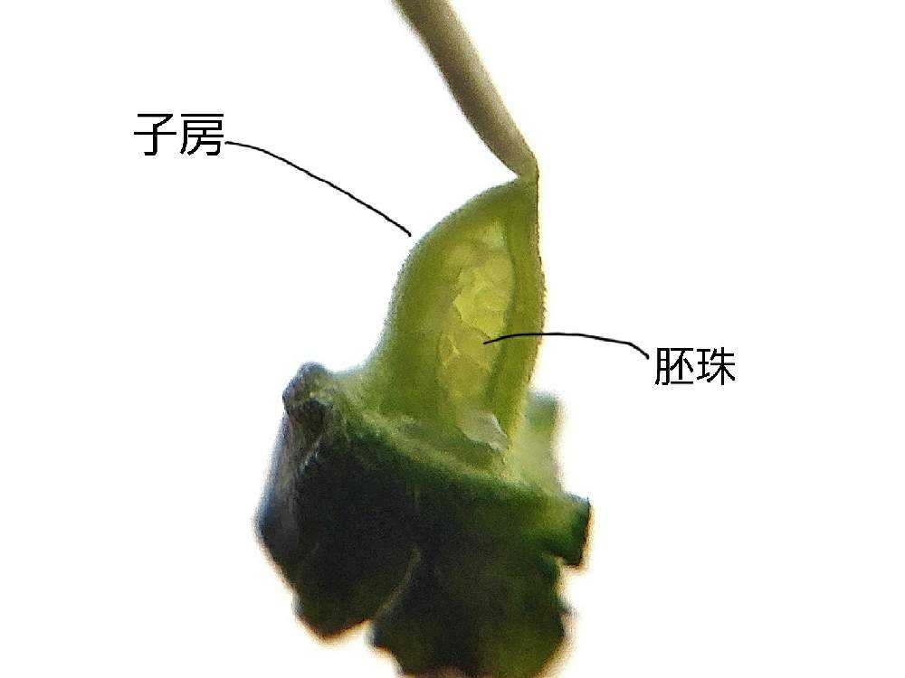 スミレの花の構造について Greensnap グリーンスナップ