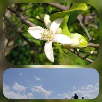 土佐文旦 パールカンの投稿画像一覧 Greensnap グリーンスナップ