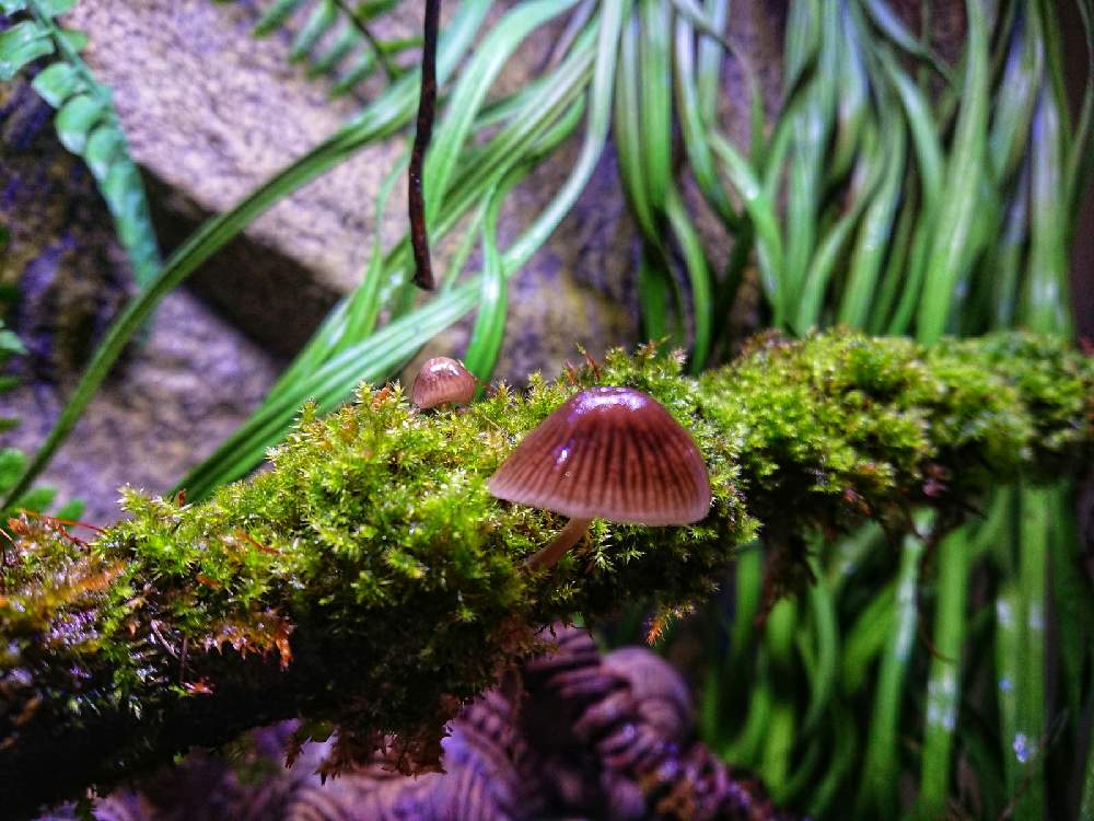 インテリアの投稿画像 By Escamaさん 苔 コケ と花が咲く笑顔咲く Pwフォトコン21 キュン した瞬間部門 とテラリウムとコケリウムときのこりうむと苔 コケ と花が咲く笑顔咲く Pwフォトコン21 キュン した瞬間部門 とテラリウムとコケリウムときのこりうむ 21