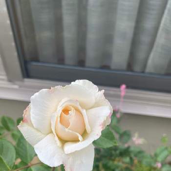 バラ パスカリの画像 by いろはさん | バラ パスカリとバラ 鉢植えと白バラとばら バラ 薔薇とパスカリ・バラ