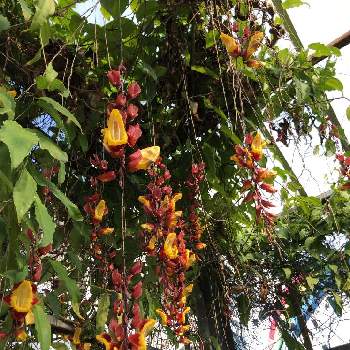 うりずんの季節の投稿画像一覧 Greensnap グリーンスナップ うりずんの季節の投稿画像一覧 Greensnap グリーンスナップ