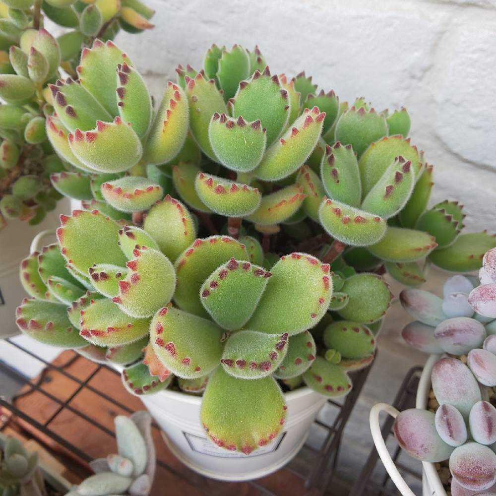 15.雪の童子 サボテン 多肉植物