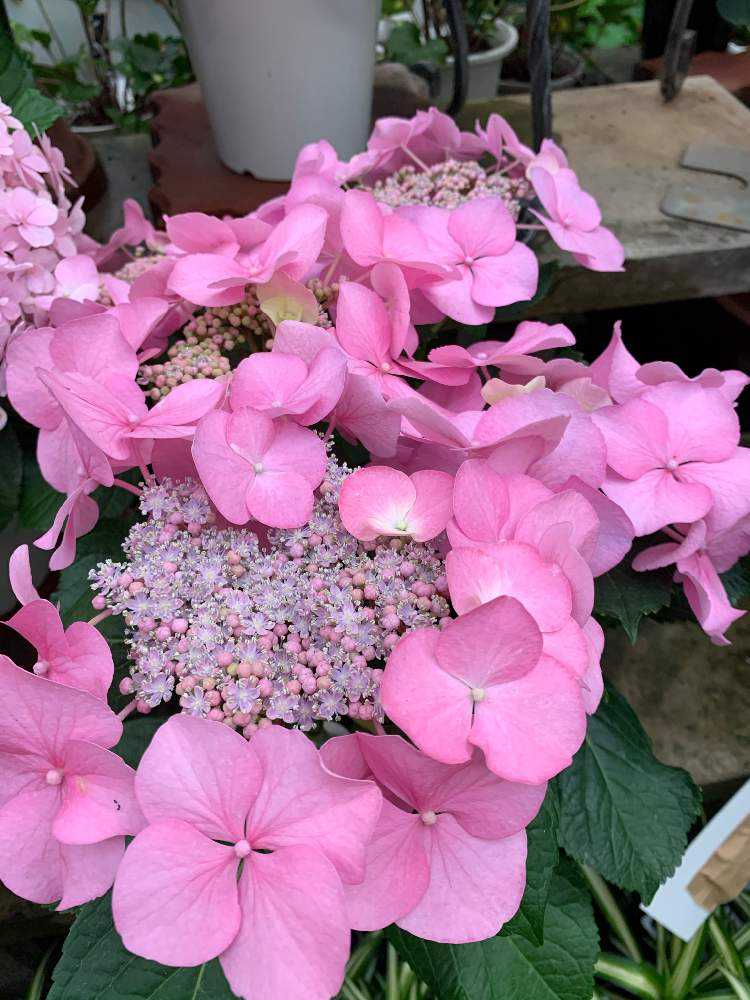 2021.3~ 🌸紫陽花・山紫陽花 🌸|🍀GreenSnap(グリーンスナップ) 2021.3~ 🌸紫陽花・山紫陽花 🌸|🍀GreenSnap(グリーンスナップ)