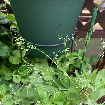 三つ葉の栽培の投稿画像一覧 Greensnap グリーンスナップ