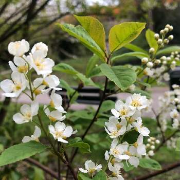 エゾノウワミズザクラ Prunus Padus の投稿画像一覧 Greensnap グリーンスナップ