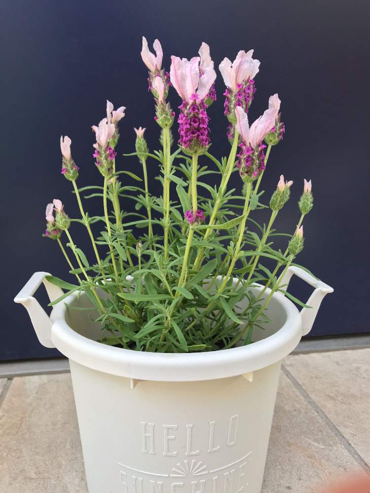 猫避けの投稿画像 By コーンフラワー さん 猫対策とラベンダー と相談とフレンチ ラベンダーと応急猫対策と1128とほっとする香りと幸せな香り 21月5月1日 Greensnap グリーンスナップ