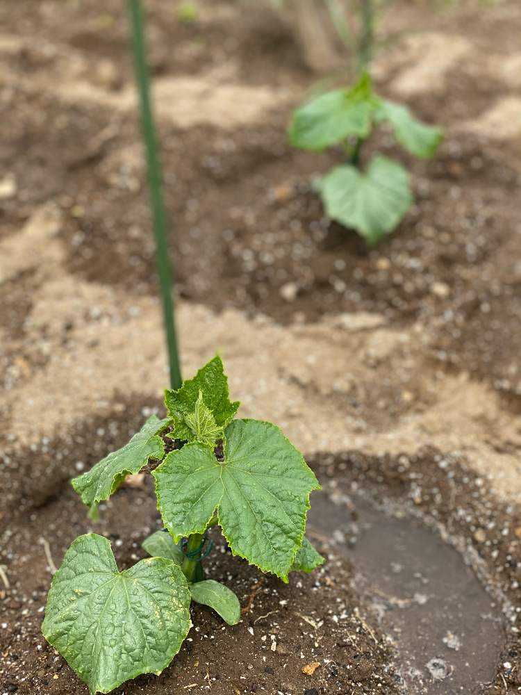 メネデール栽培 始めました Greensnap グリーンスナップ