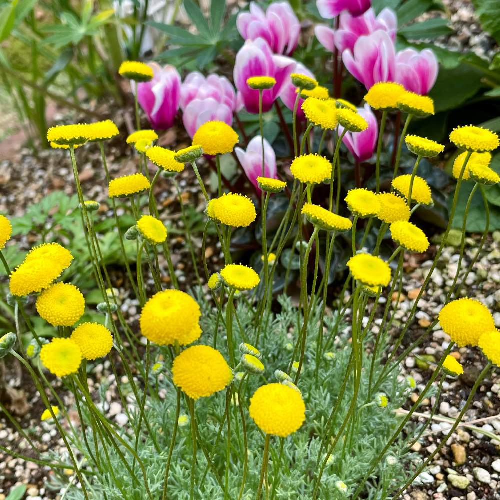花ホタルの投稿画像 By Pt Yamahiroさん 小さな庭とスマホ撮影と我が家の花 達と花壇とアップ写真とフラワーとマイガーデンとgs映えと21年5月に投稿した花とおうち園芸と植中毒と我が家の花壇とお花畑 と黄色の花と我が家の庭と花 好きとガーデニングと花のある暮らしと