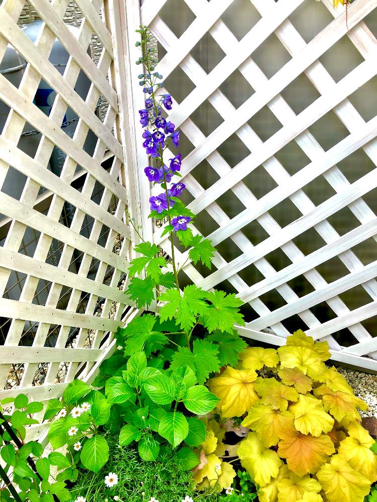 小さな庭の画像 by hinamama ♡さん | 小さな庭とシェードガーデンとメガキャラメルと小さな花壇とデルフェニウムオーロラとアジサイ　紫陽花とお庭を素敵にしたい