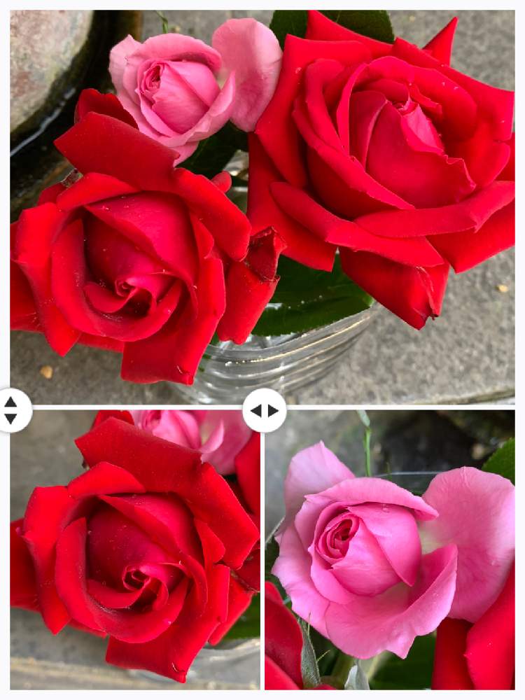 イングリッドバーグマン の投稿画像 By さちのかさん つるバラ パレードと鉢植え 21月5月1日 Greensnap グリーンスナップ