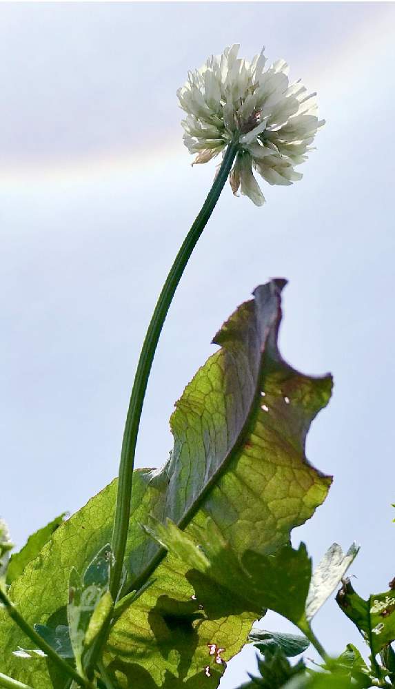 シロツメクサの投稿画像 By 京紫さん Gsでお買い物とハロ現象とハロと植物 と 植物 空模様 コラボ と白い花といやし と青空とiphone撮影と シロツメクサ とシロクローバーと逆光と逆光好き 21月5月1日 Greensnap グリーンスナップ