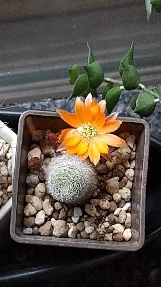 サボテン🌵の花｜🍀GreenSnap（グリーンスナップ）