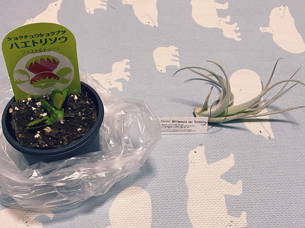 ブリストルトゥースの投稿画像 By ペッパー君さん チランジア ミトランシス トレンシスとエアプランツ チランジアと観葉植物と食虫植物 ハエトリグサと食 虫植物とエアープランツ と食虫植物 ハエトリソウとおうち園芸とチランジア属とエアプランツとエアープランツ