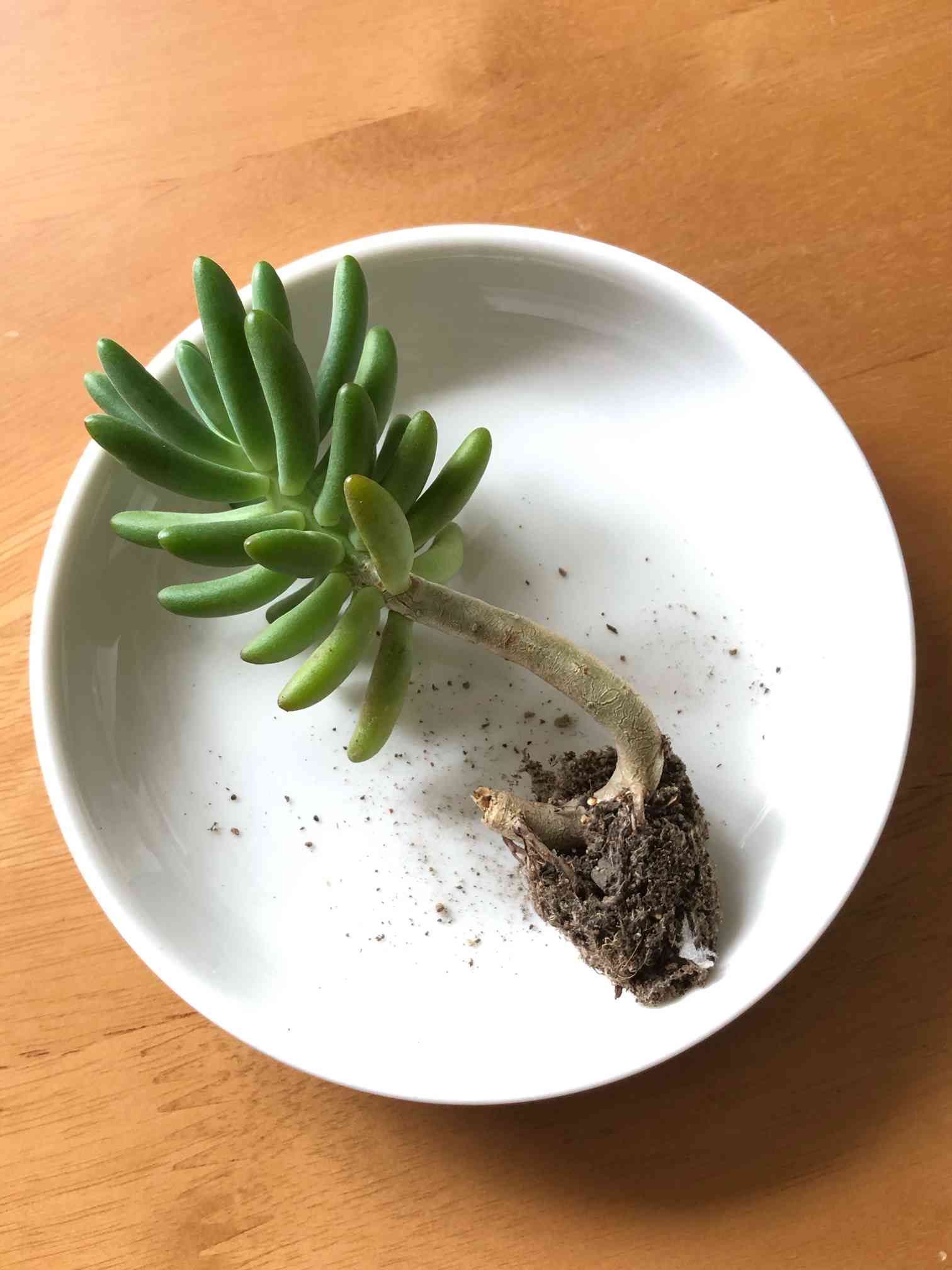 八千代がきた|🍀GreenSnap(グリーンスナップ) 八千代がきた|🍀GreenSnap(グリーンスナップ)