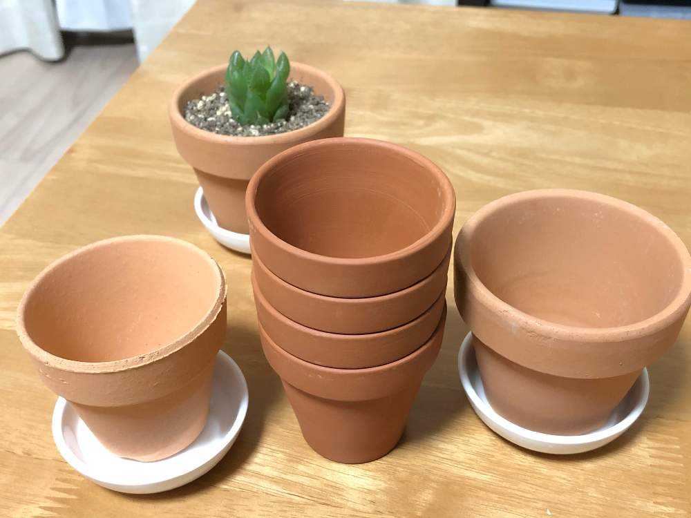 八千代がきた|🍀GreenSnap(グリーンスナップ) 八千代がきた|🍀GreenSnap(グリーンスナップ)