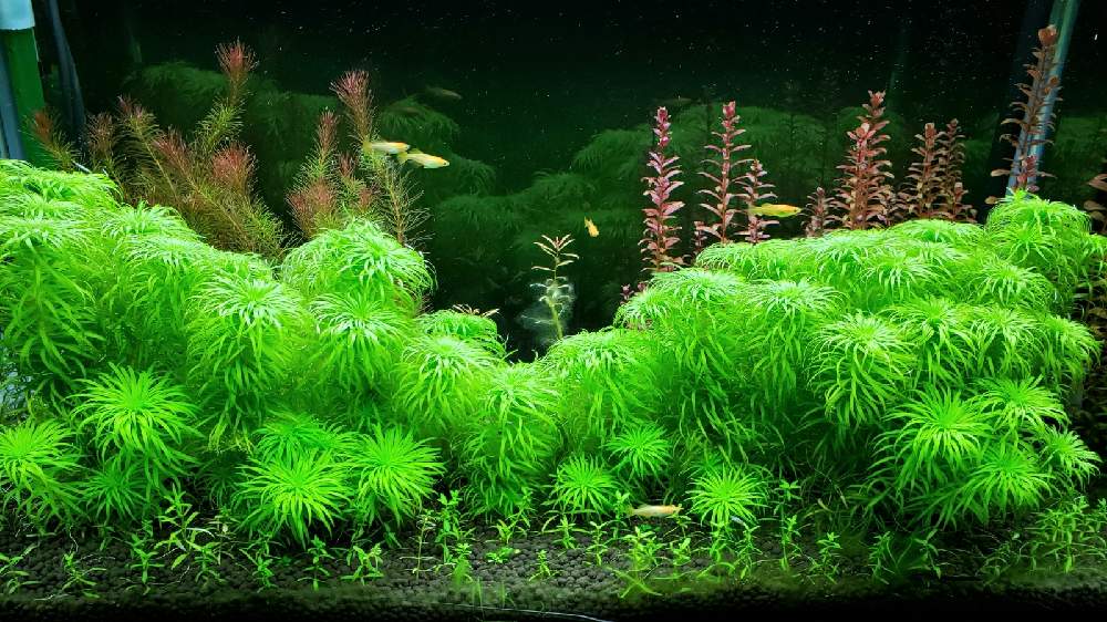 メルカリ便 ベトナムゴマノハグサ水上葉5本 水草 ADA 水槽 - 水草