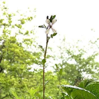 野菜の寄せ植えの投稿画像一覧 Greensnap グリーンスナップ