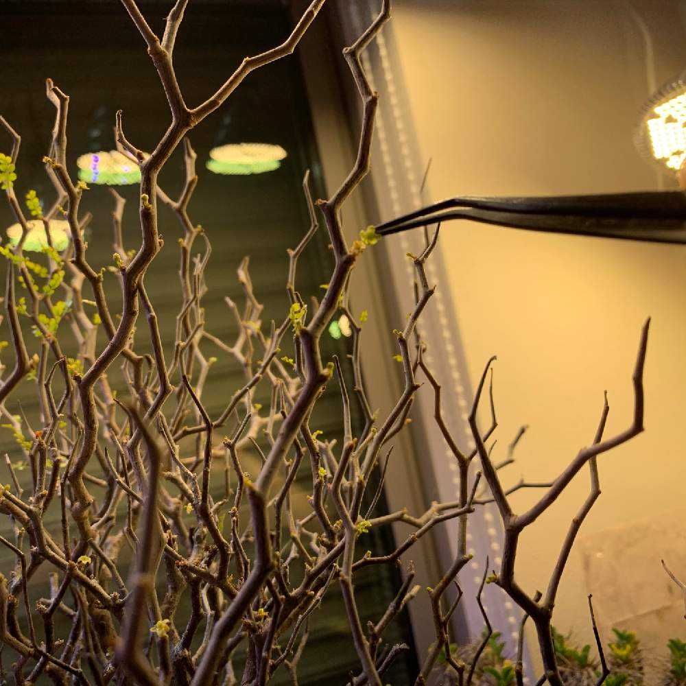 オペルクリカリアパキプス 雌株 採種記録｜🍀GreenSnap（グリーン