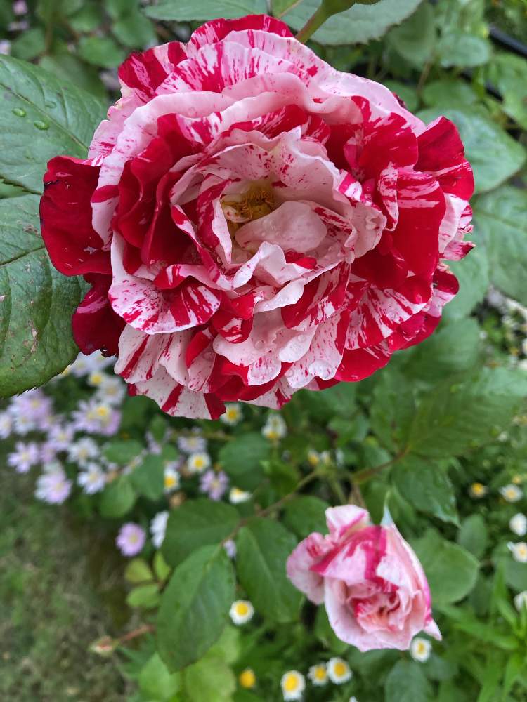 薔薇 センチメンタルの投稿画像 By わこ さん ばら バラ 薔薇と薔薇好きと素敵な花とおうち園芸と素敵な色合いと赤い花とお庭の花たちと花のある暮らし 21月5月1日 Greensnap グリーンスナップ