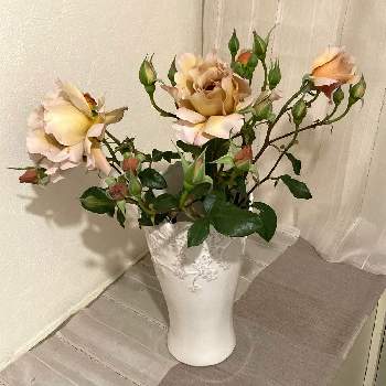 薔薇 ジュリアの画像 by lala0224さん | 玄関と薔薇 ジュリアと花のある暮らしと春の花たちとばら バラ 薔薇