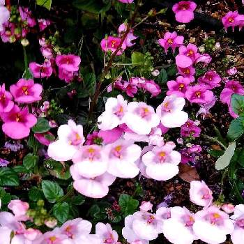 ディアスキアの画像 by らくまるさん | お出かけ先とディアスキアとにわの草花とピンクの花とお散歩がてらとピンクとガーデニング