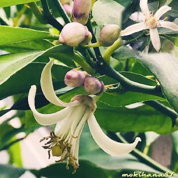 レモンの蕾の投稿画像一覧 Greensnap グリーンスナップ