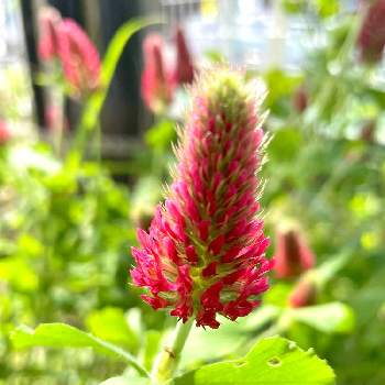 ストロベリートーチの投稿画像一覧 Greensnap グリーンスナップ