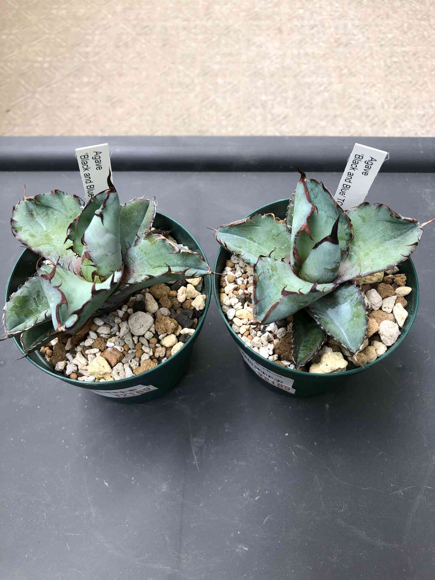 アガベ スカブラ 錦 AGAVE SCABRA VARIEGATED 多肉植物 ザルケンシス