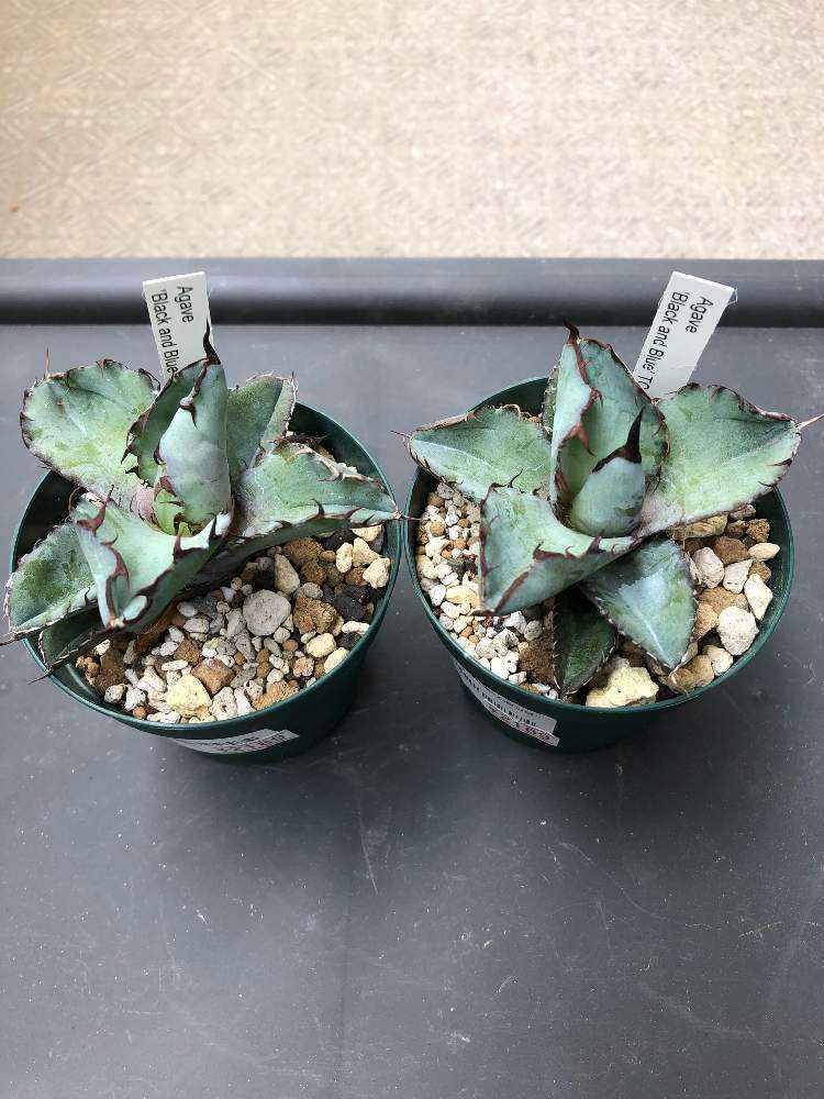 多肉植物の土 サボテンの土 多肉植物用土 塊根植物の土