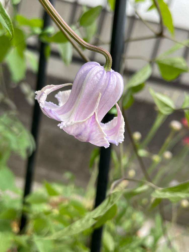 春日井園芸センターの投稿画像 By くろごまねこさん 春日井とクレマチス ベル型と壺型クレマチスとクレマチス大好き 21月5月2日 Greensnap グリーンスナップ