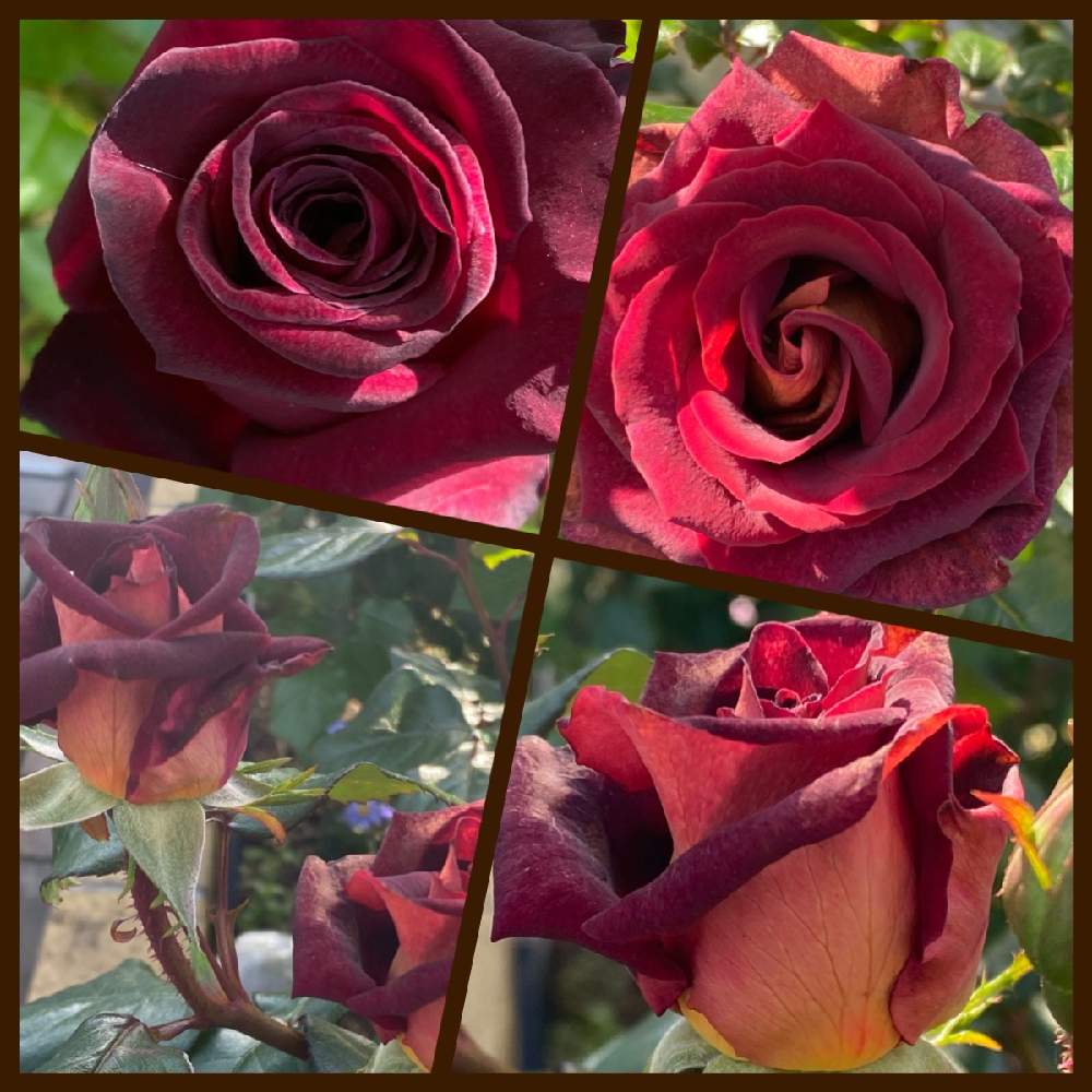 薔薇 ブラックバッカラの投稿画像 By Michi さん 薔薇 ブラックゴールドと小さな庭と花のある暮らしと小さな庭からとミッチの会と薔薇 の花と共にと花のある暮らしと小さな庭からとミッチの会と薔薇の花と共に 21月5月2日 Greensnap グリーンスナップ