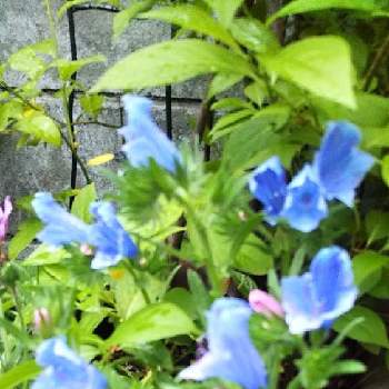 エキウムの花の画像 by よっちゃん＊さん | 小さな庭とスマホ撮影とエキウムの花とおうち園芸とエキウムブルガレと花のある暮らしと寄せ植えとエキウム属