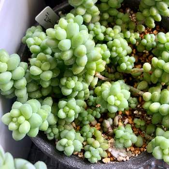多肉植物 ビアホップの投稿画像一覧 Greensnap グリーンスナップ