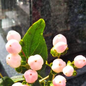 ヒペリカム キャンディ フレアの投稿画像一覧 Greensnap グリーンスナップ