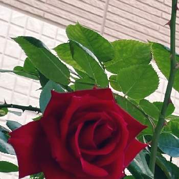 真っ赤な薔薇の花の画像 by おじゃるさん | 小さな庭とバラ アンクル・ウォルターとスマホ撮影と植えっぱなし植物と剣弁高芯咲きと植物観察と小さな小さな庭と花のある暮らしと真っ赤な薔薇の花と薔薇♪とアーチ