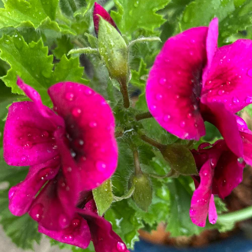 ペラルゴニウムの投稿画像 By Manabeさん ペラルゴニュームとナツザキテンジクアオイと小さな庭と半耐寒性と原産地 南アフリカとフウロウソウ科 テンジクアオイ属と常緑多年草とフウロウソウ科と半耐寒性と原産地 南アフリカとフウロウソウ科テンジクアオイ属と常緑多年草