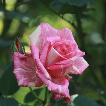 モダンタイムスの画像 by こまくささん | モダンタイムスとばら バラ 薔薇と絞りのバラと4月と美しいと素敵な時間