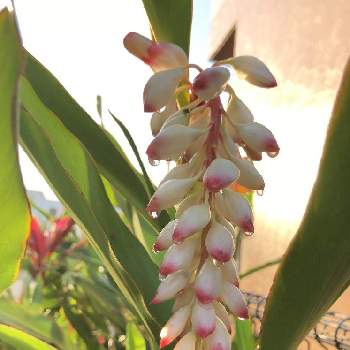 うりずんの季節の投稿画像一覧 Greensnap グリーンスナップ うりずんの季節の投稿画像一覧 Greensnap グリーンスナップ