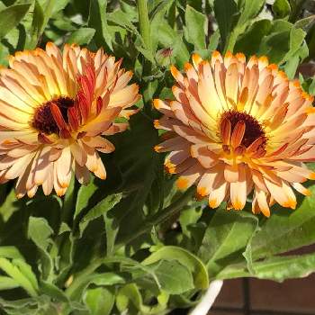 カレンデュラ コーヒークリームの投稿画像一覧 Greensnap グリーンスナップ