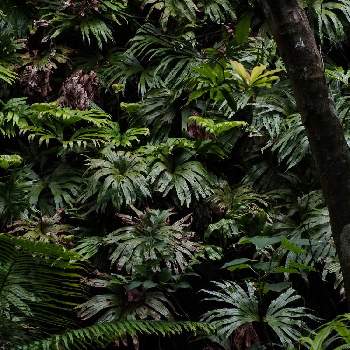 夏日の画像 by ichiさん | お出かけ先とヤブレガサウラボシと南国と西表島と原生林の中と森歩きと夏日と森の中と亜熱帯と自生