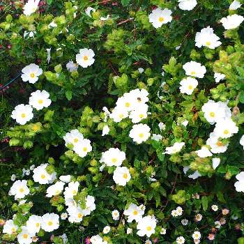 シスタス スノーホワイトの投稿画像一覧 Greensnap グリーンスナップ