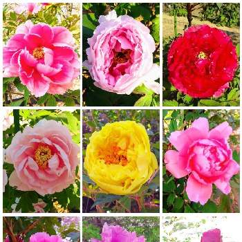 千姫ぼたん園の画像 by みいちゃんさん | ボタン科と牡丹の花とぼたんと千姫ぼたん園とコラージュ