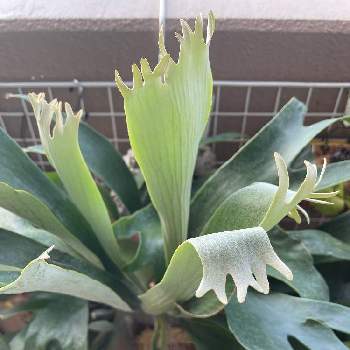 P.bahiaの投稿画像一覧|🍀GreenSnap(グリーンスナップ)