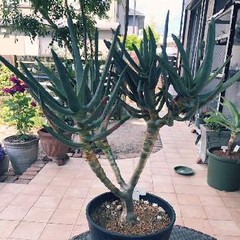 久山植木の投稿画像一覧 Greensnap グリーンスナップ