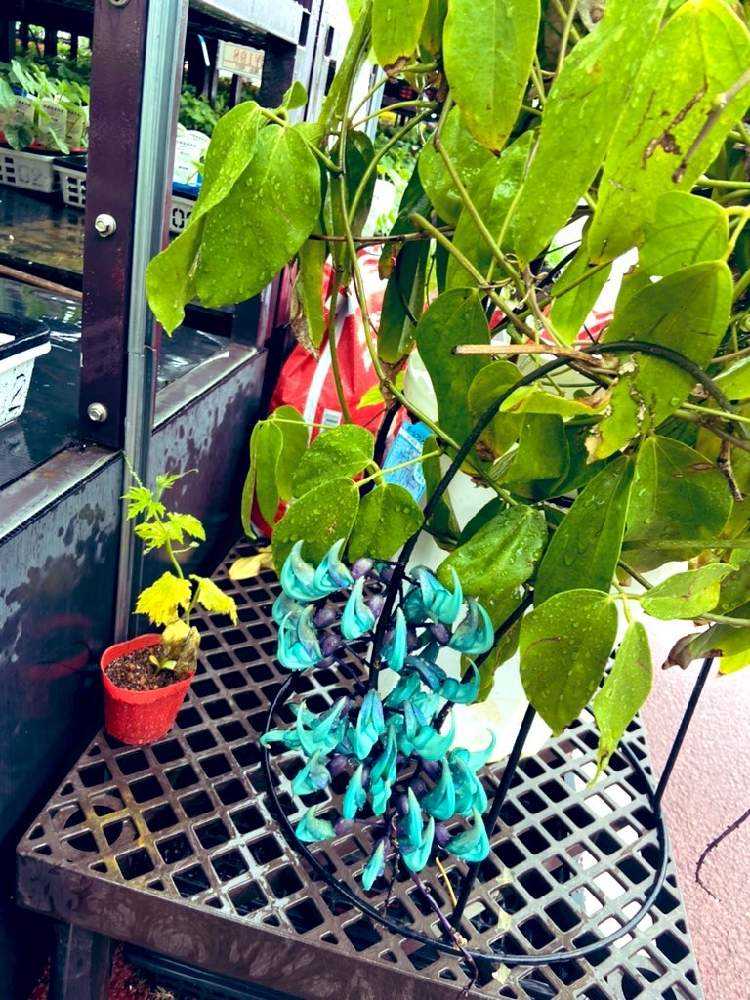 ハイビスカス成長記録 沖縄産ヴィクトリア Greensnap グリーンスナップ ハイビスカス成長記録 沖縄産ヴィクトリア Greensnap グリーンスナップ